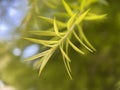 Closeup of Japanese Cedar Leaves Royalty Free Stock Photo