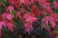 Closeup of Japanese maple tree leaves under the sunlight with a blurry background Royalty Free Stock Photo