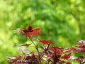 Japanese Red Maple leaves against bright spring green of the forest