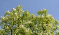 Closeup of Japanese tree lilac or Syringa reticulata tree full of flowers in the springtime, Lozen mountain Royalty Free Stock Photo