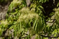 Closeup of Japanese tree lilac or Syringa reticulata tree full of flowers in the springtime, Lozen mountain Royalty Free Stock Photo