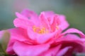 Closeup of Japanese Tsubaki flower bloming in winter