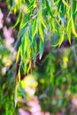 Closeup of jarrah leaves