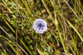 Closeup of a Jasione Montana flower