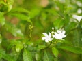 Jasminoides Gerdenia Crape Jasmine white flower beautiful in nature