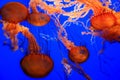 Bright jellyfish with their tentacles
