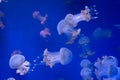 Closeup of Jellyfishes, in blue neon light Royalty Free Stock Photo