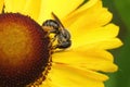 Closeup on a Jersey mason bee, Osmia niveata, sitting on a yellow sneezeweed, Helenium, flower