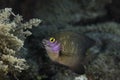 Closeup of a Jewel Damsel fish (Stegastes lacrymatus) Royalty Free Stock Photo