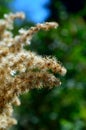 Closeup Joe Pye Weed seed clusters