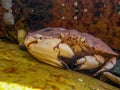 Closeup of a Jonah crab hiding between rocks in a tide pool off the coast of Maine