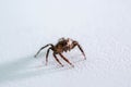 Closeup Jumping Spider on white  background Royalty Free Stock Photo