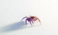 Closeup Jumping Spider on white background Royalty Free Stock Photo