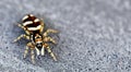 Closeup of a jumping spider