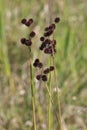 Juncus Torreyi, Torrey\'s Rush Royalty Free Stock Photo