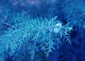 Closeup of juniper tree branches.Classic blue pantone color of the year 2020 Royalty Free Stock Photo
