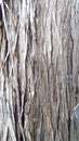 Closeup of a Juniper Tree Trunk Royalty Free Stock Photo