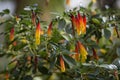 Closeup of Justicia floribunda plant Royalty Free Stock Photo