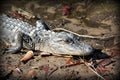 Closeup of a Juvenile Alligator