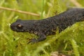 Closeup of a terrestrial juvenile of the Balkan crested newt, Triturus ivanbureschi