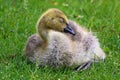 Closeup of a juvenile Canada Goose sleeping