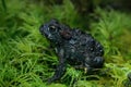 Closeup on a juvenile dark colored Western toad , Anaxyrus boreas sitting on green moss Royalty Free Stock Photo