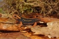 Closeup on a juvenile endangered, colorful orange Asian Mandarine newt , Tylototriton shanjing Royalty Free Stock Photo