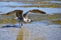 Closeup juvenile Great Black-backed Gull in flight