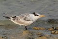 Closeup of a Juvenile Greater Crested Tern at Busaiteen coast of Bahrain