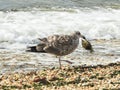 Closeup of Juvenile Herring Gull that Caught a Crab in Sandy Hook New Jersey