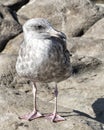 Closeup juvenile Herring Gull