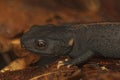 Closeup on a juvenile of hte cryptic and endangered Tiannan Crocodile Newt, Tylototriton yangi , endemic to China