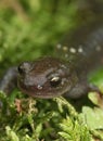 Closeup on a juvenile Japanese endemic Hokkaido salamander, Hynbobius retardatus