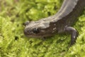 Closeup on a juvenile Japanese endemic Hokkaido salamander, Hynbobius retardatus in moss