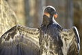 Juvenile King vulture outspread wings