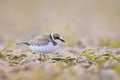 Closeup of a juvenile Little ringed plover, Charadrius dubius, foraging Royalty Free Stock Photo