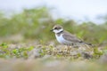 Closeup of a juvenile Little ringed plover, Charadrius dubius, foraging Royalty Free Stock Photo
