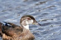 A closeup of juvenile male Woodduck on the lake.  summer plumage Royalty Free Stock Photo