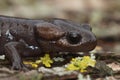 Closeup on a juvenile Northwesterne mole salamander, Ambystoma gracile, sitting on a peice fo wood