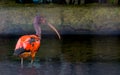 Closeup of a juvenile red scarlet ibis standing in the water, Colorful tropical bird specie from Africa