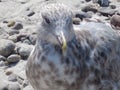 Closeup of a juvenile ring billed gull