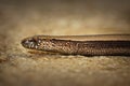 Closeup of juvenile slow worm