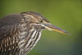 Closeup of a Juvenile Striated Heron