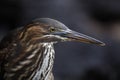 Closeup of a Juvenile Striated Heron