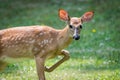 Baby White Tailed Deer with spots Royalty Free Stock Photo