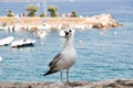 Closeup of a juvenile yellow-legged gull, Larus michahelli against the background of the sea.