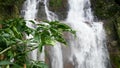 Closeup 4k video of tropical tree growing next to big poerful waterful in jungle forest