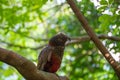 Closeup of a kaka bird perched on a green branch of a tree