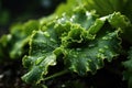 Closeup of a kale leaf with drops of Royalty Free Stock Photo