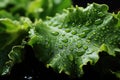 Closeup of a kale leaf with drops of Royalty Free Stock Photo